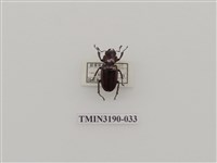 藏品(艷細身赤鍬形蟲)的圖片